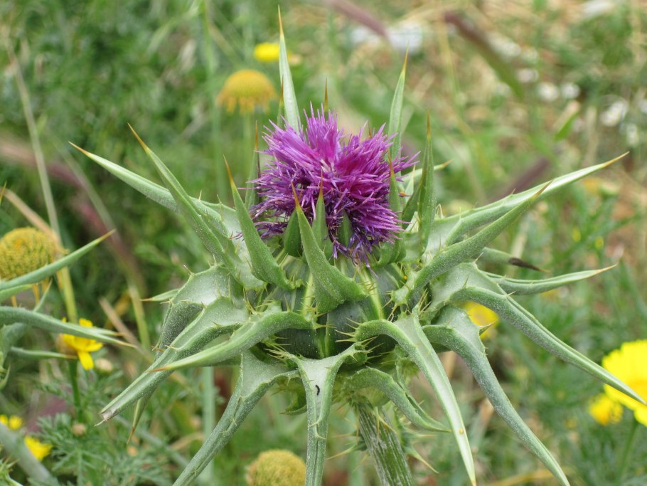 Репей чертополох Бодяк