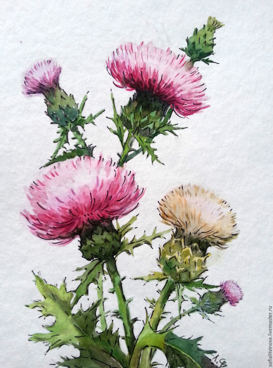 Расторопша приготовление масла