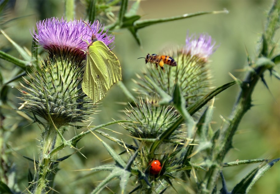 Расторопша Лекра сэт