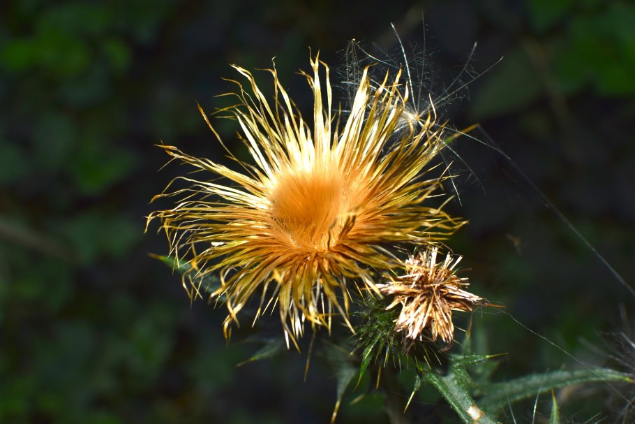 Центаурея Василек многолетний