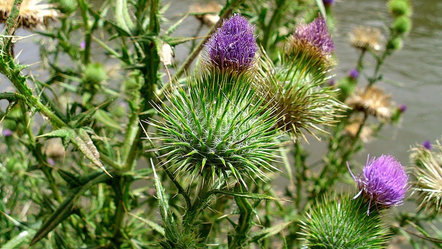 Чертополох с желтыми цветами фото растения