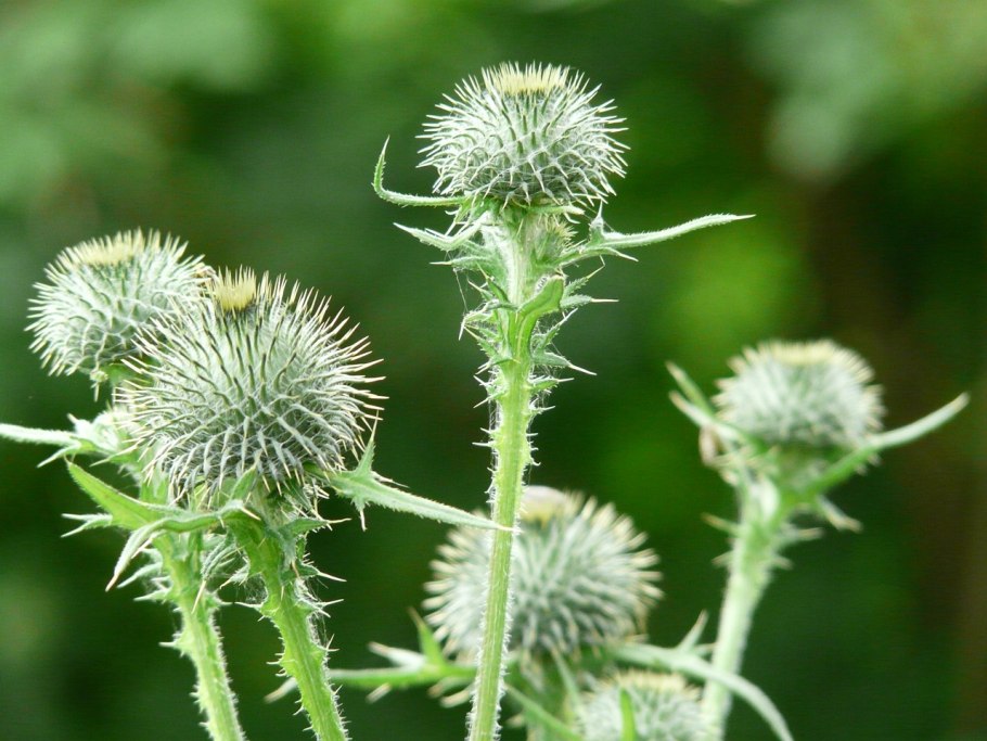 Татарник колючий чертополох