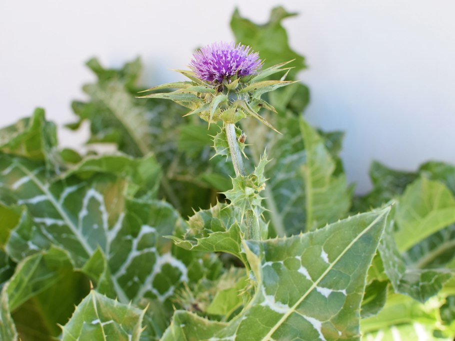 Артишок расторопша одуванчик