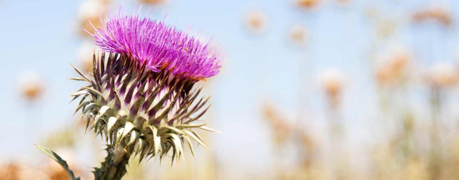 Бодяк обыкновенный