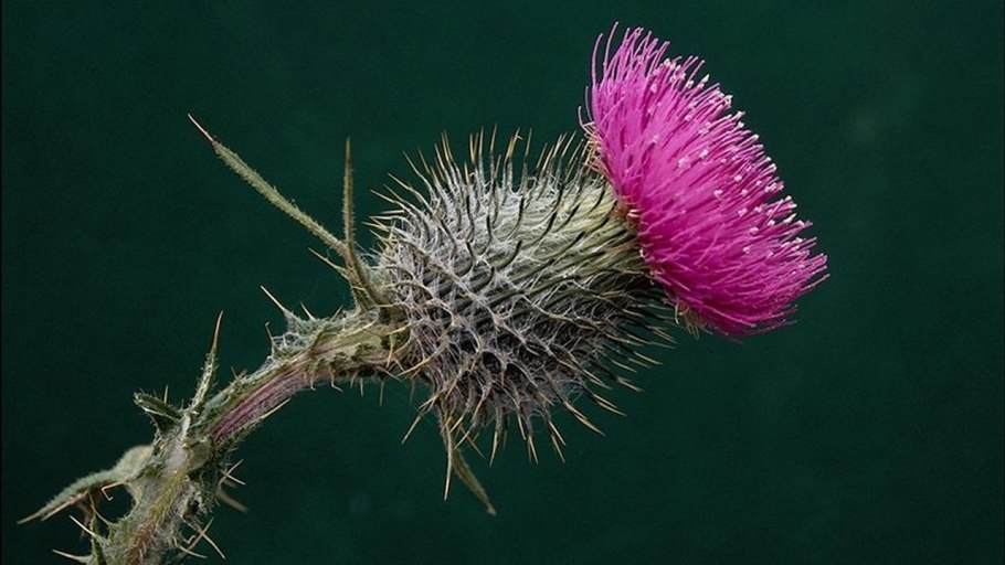 Сорняк татарник