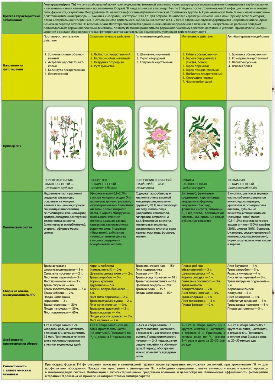 Систематика шиповника майского