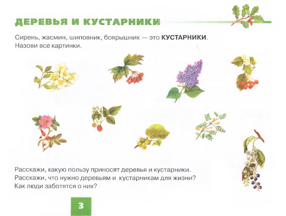 Плакат на тему лекарственные растения