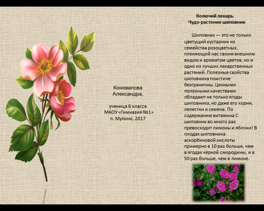 Бобы однолетние или многолетние