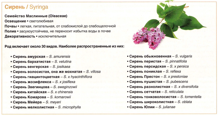 Семейства покрытосеменных растений Розоцветные