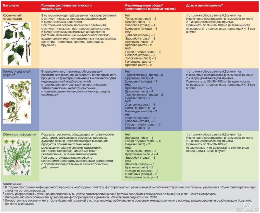 Генеративные репродуктивные органы растения