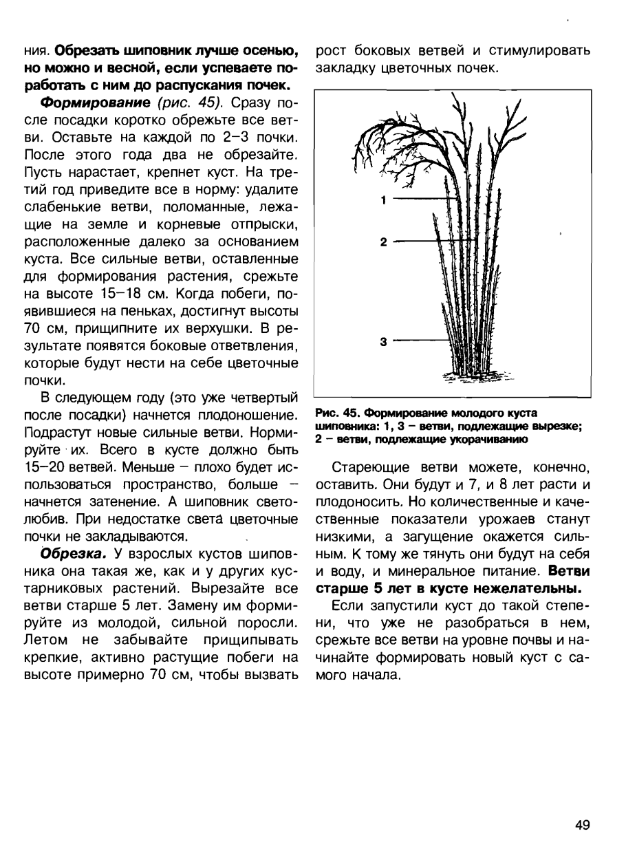 Шиповник строение растения