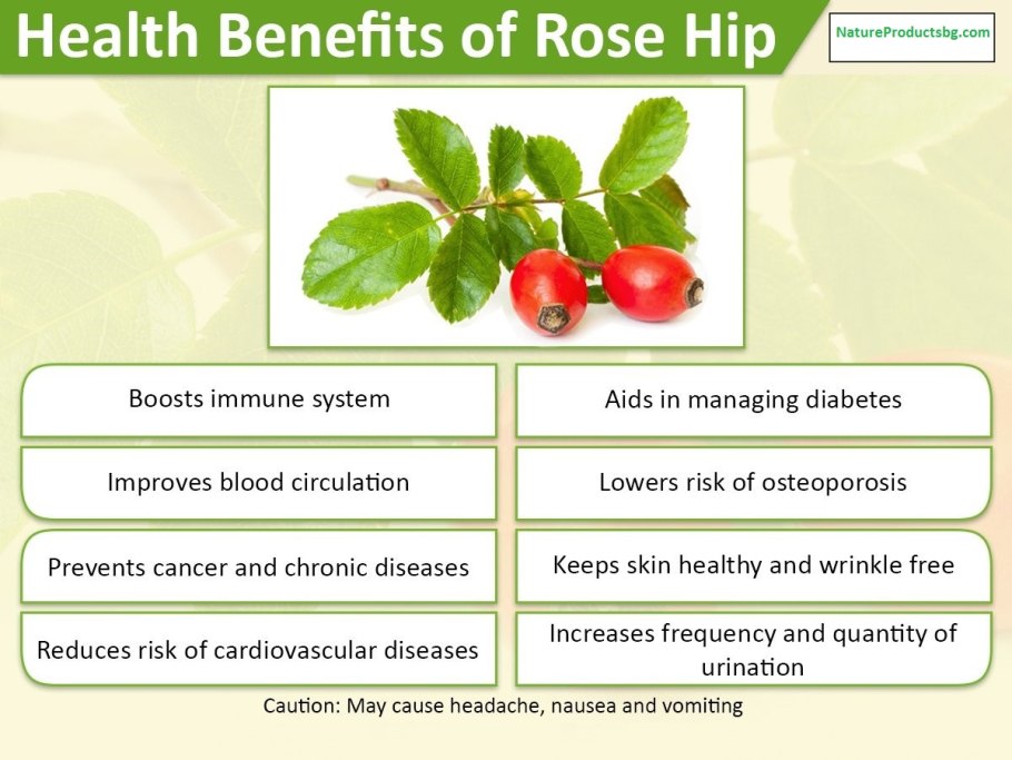 Семейство двудольные семейство бобовые