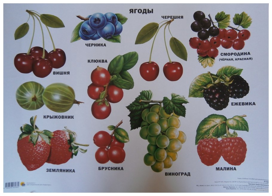 Плоды покрытосеменных растений
