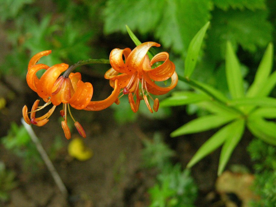 Lilium martagon — Лилия саранка