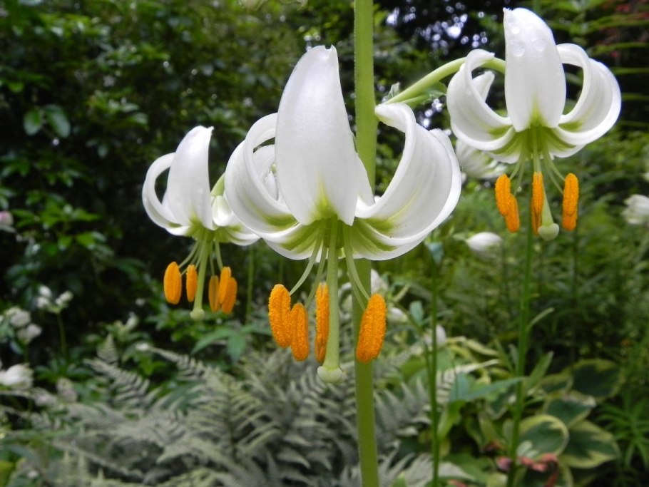 Лилия Кавказская Lilium martagon
