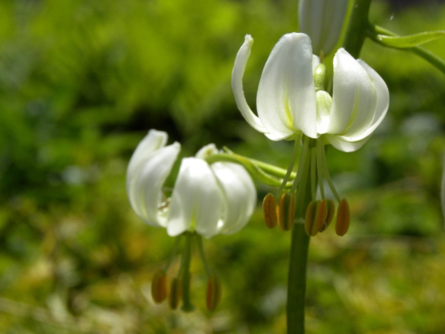 Лилия мартагон Розалинда