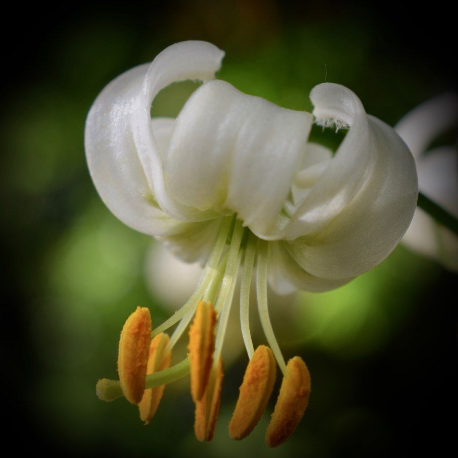 Лилия мартагон саранка