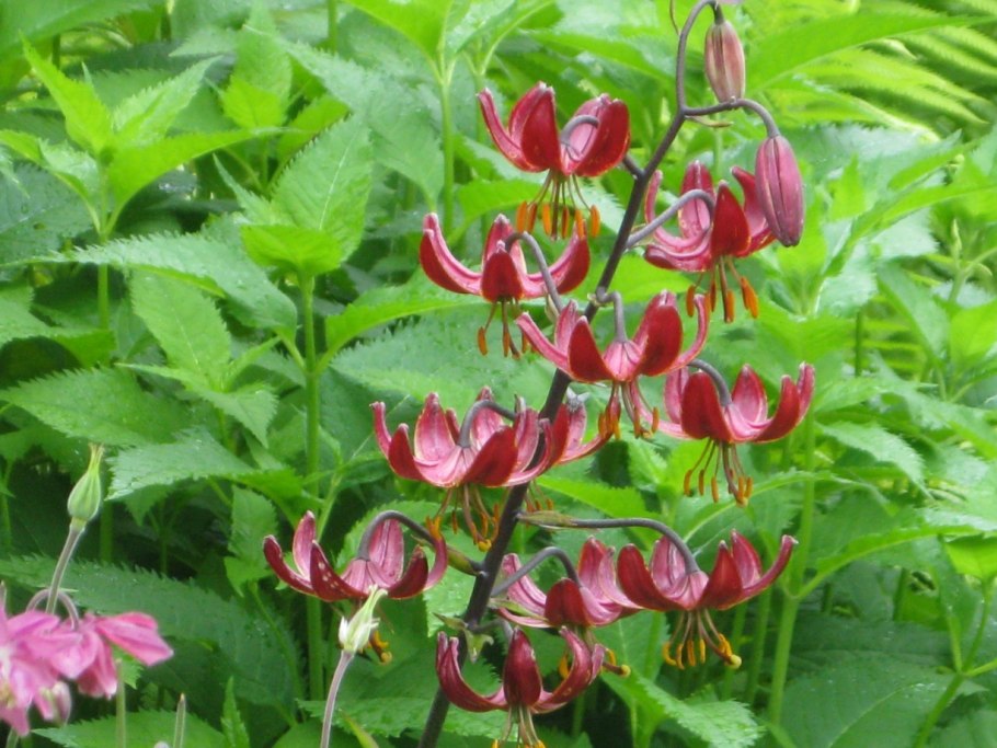 Саранка кудреватая