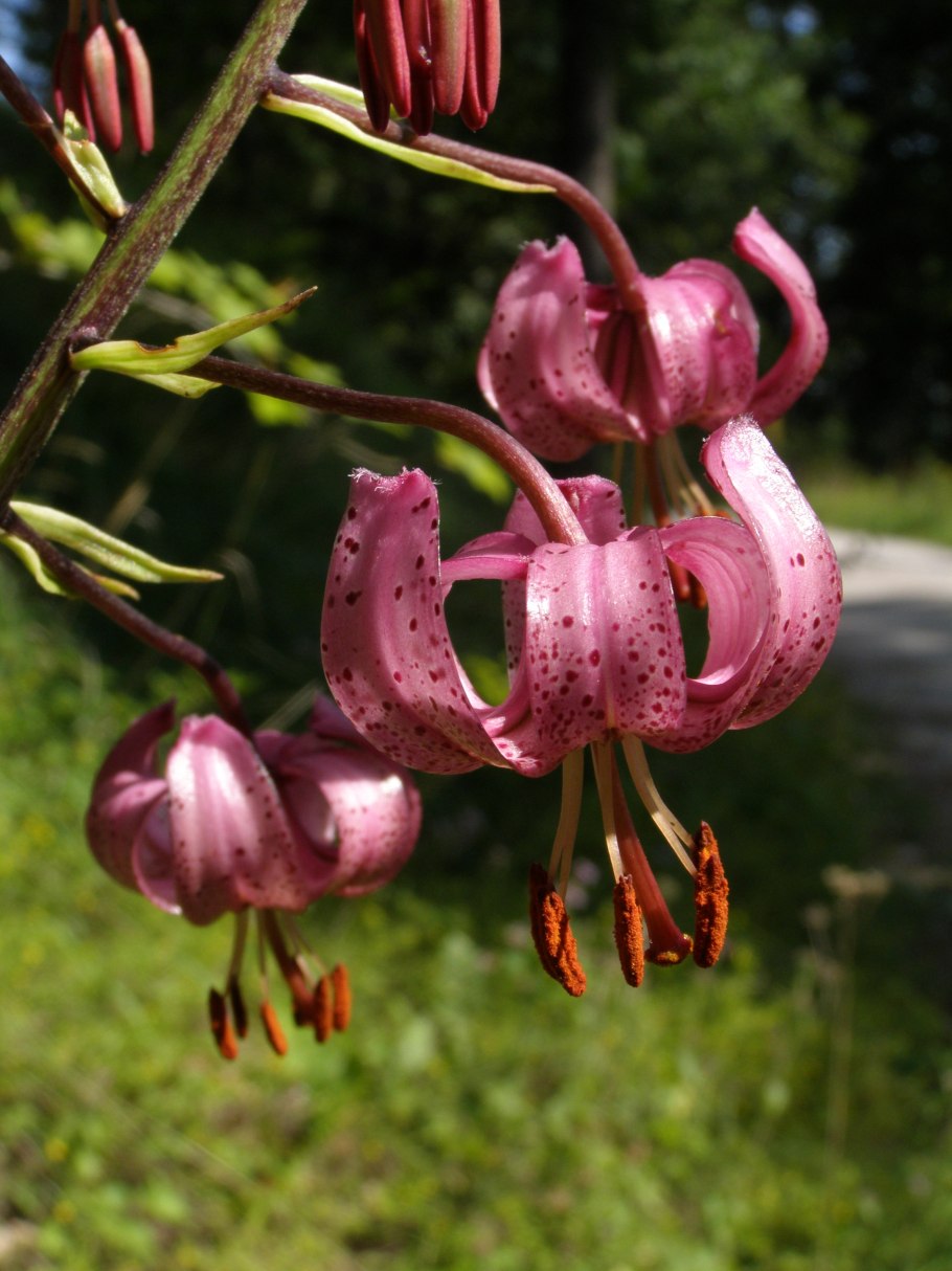 Какого цвета Лилия кудреватая