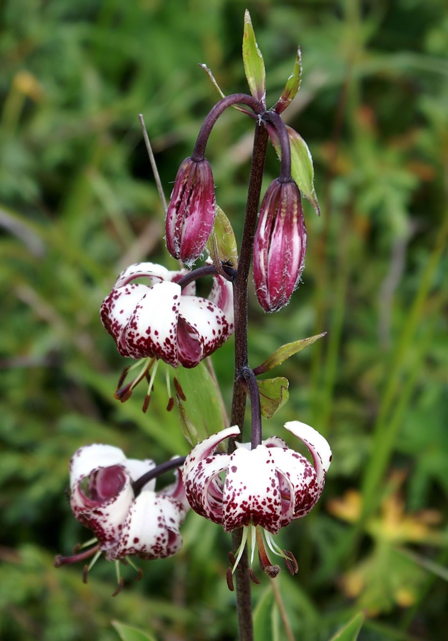 Лилия мартагон хамелеон