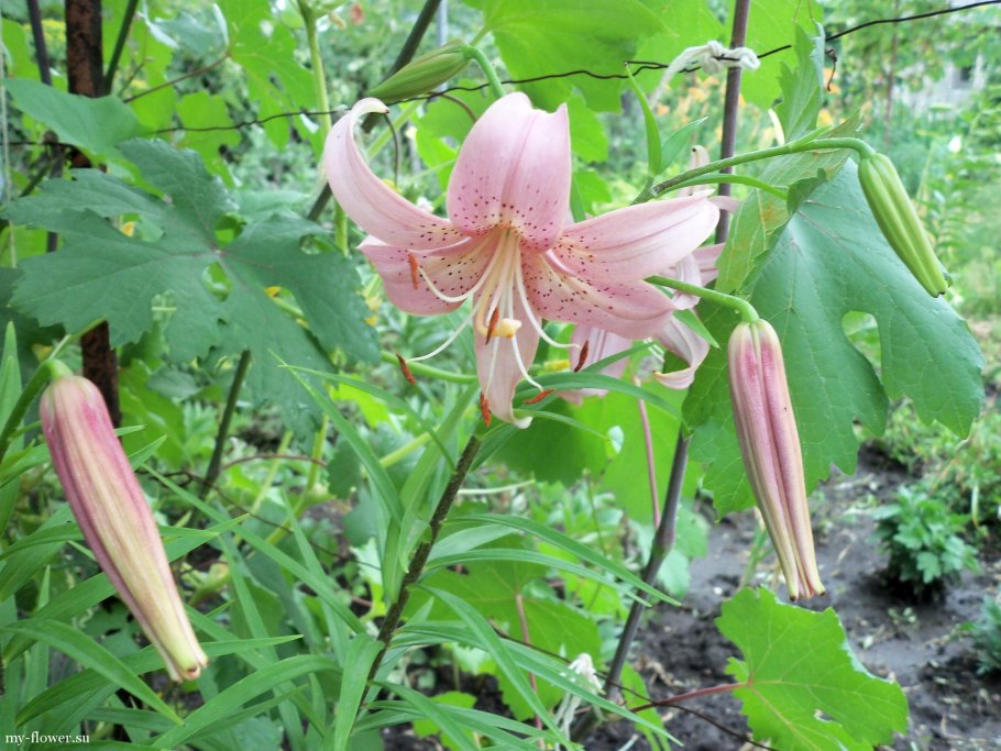 Царские кудри грибы