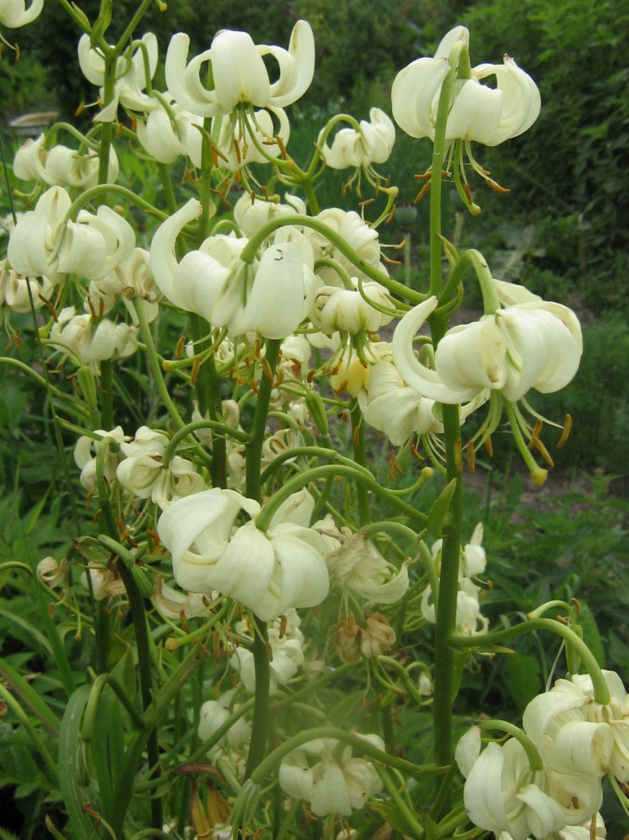 Лилии мартагон «Purple»