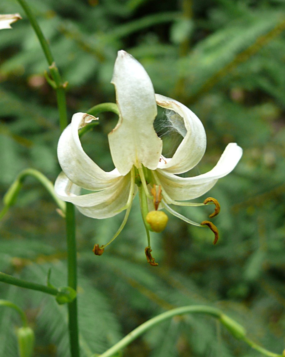 Лилии мартагоны сорта с фото и названиями