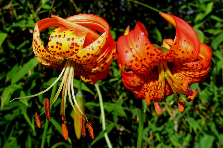 Лилия саранка