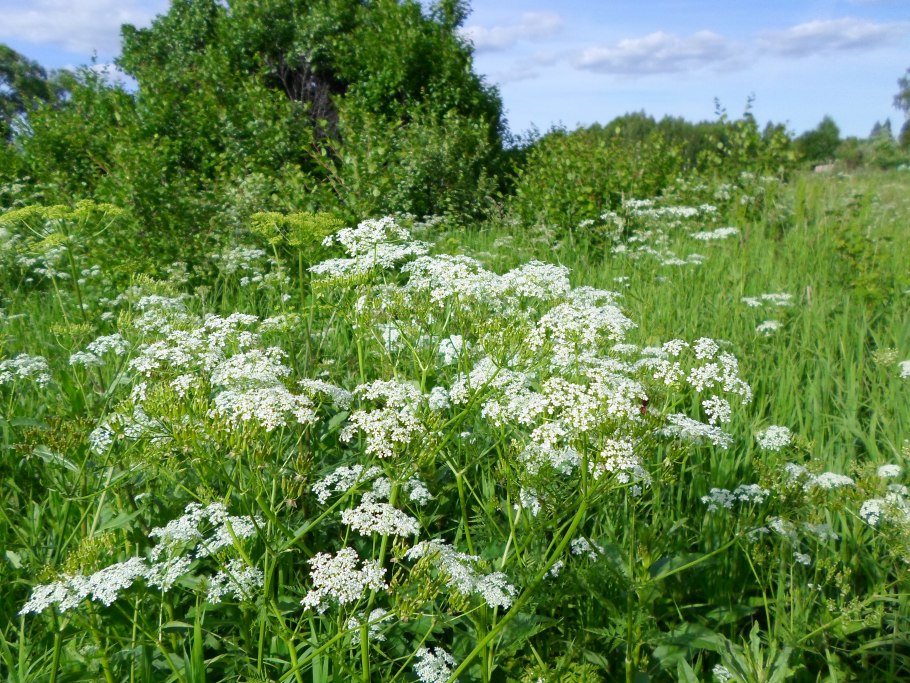 Козлятник трава