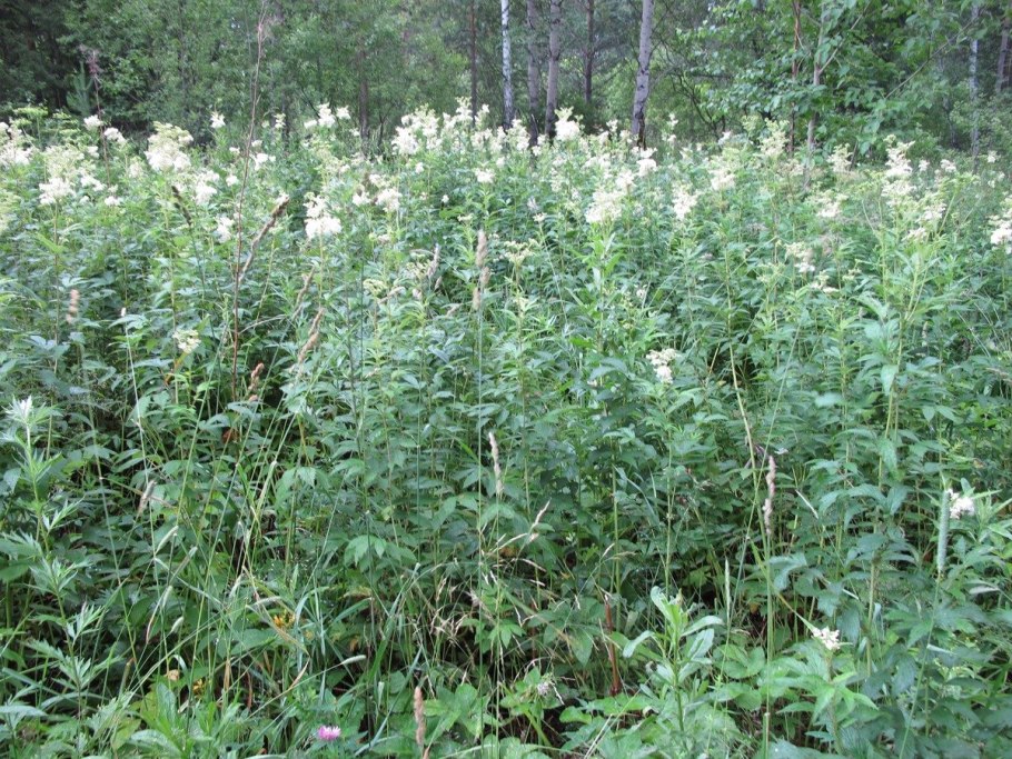 Девясил цветок