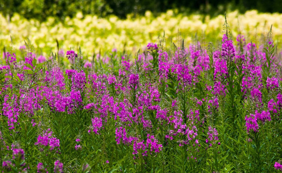 Кипрей медонос