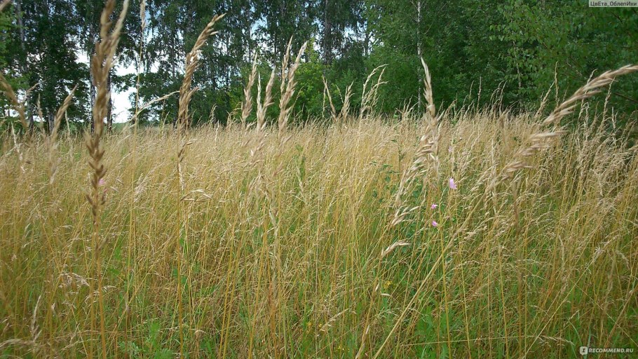 Растения Черноземья