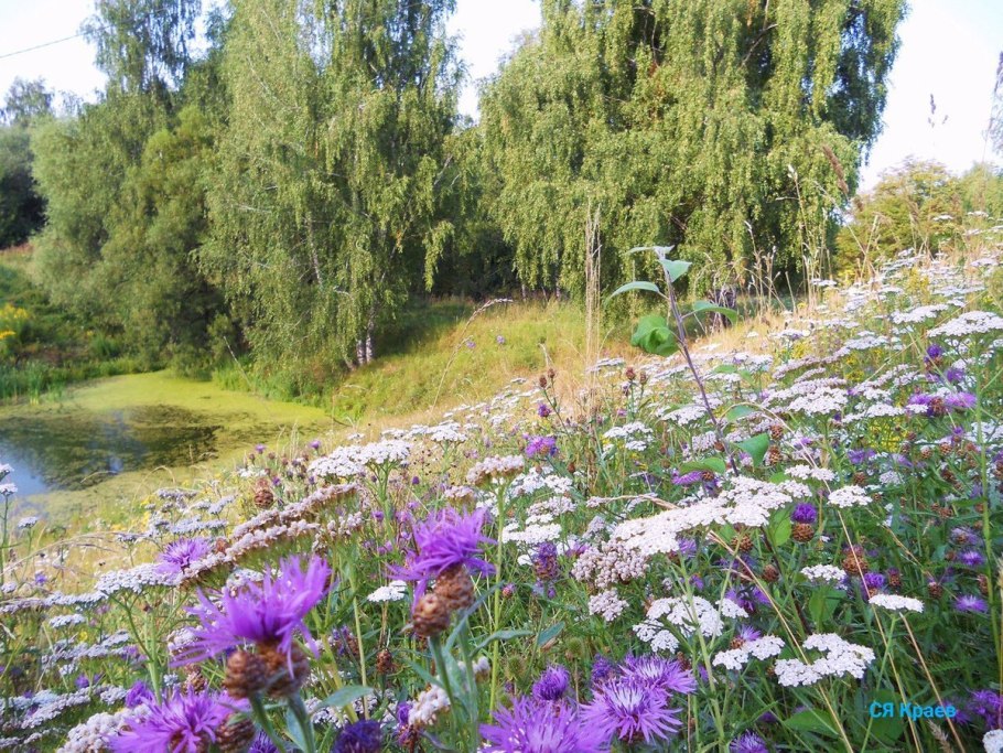 Сорная Флора