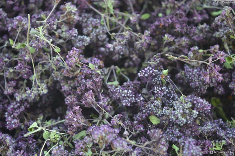 Растения Луга разнотравье