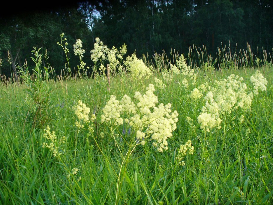 Травы Ленинградской области