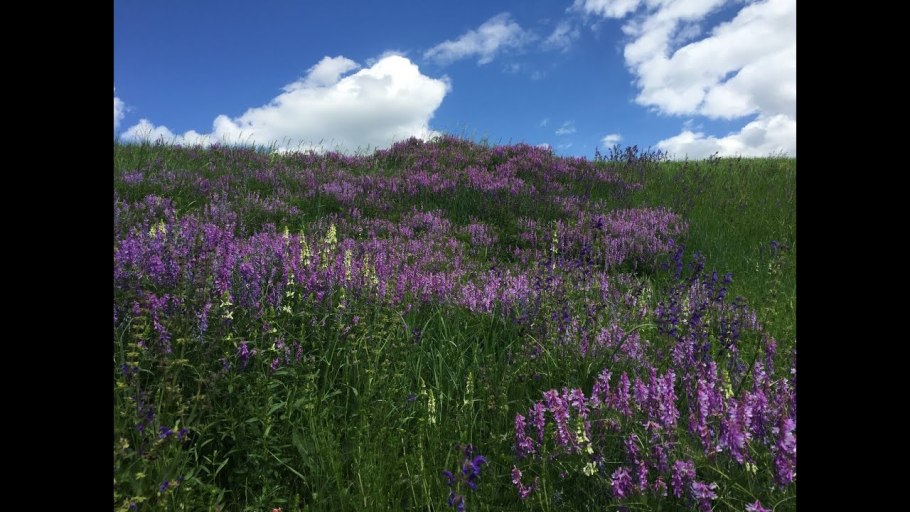 Расторопша пятнистая (Silybum Marianum)