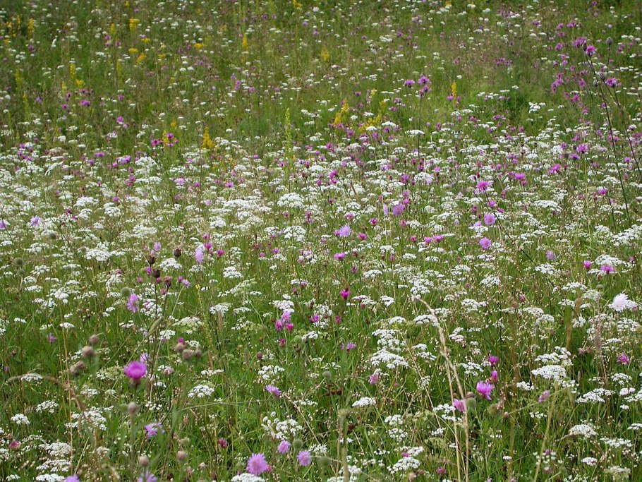 Злаково-разнотравные Луга