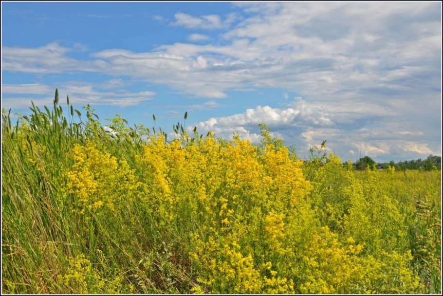 Поля растения Новосибирска
