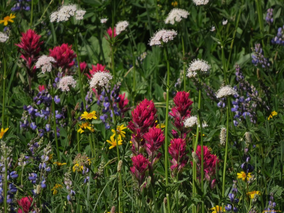 Разнотравье Луговой цветник