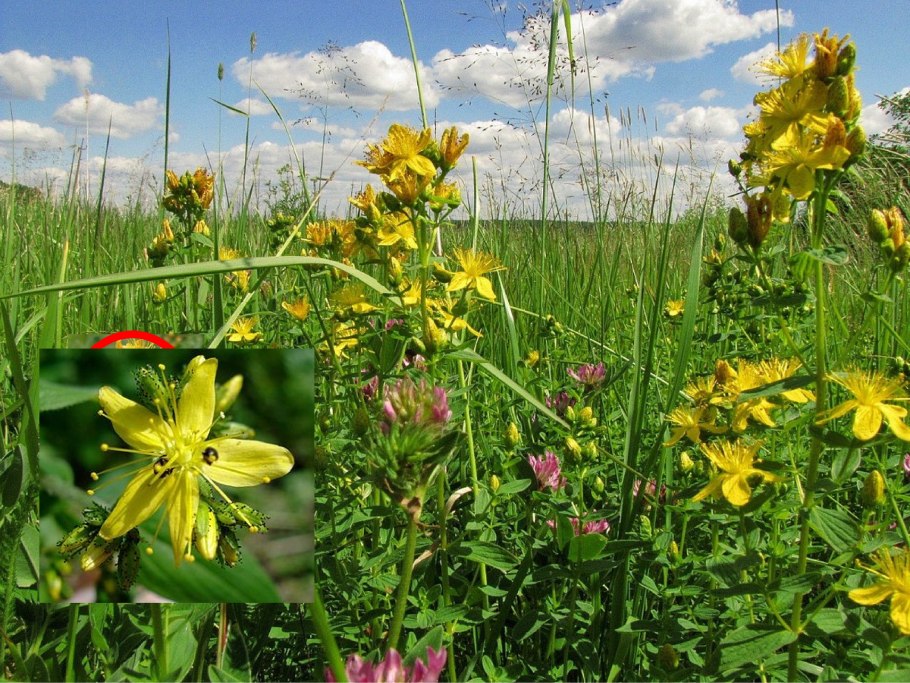 Льнянка обыкновенная