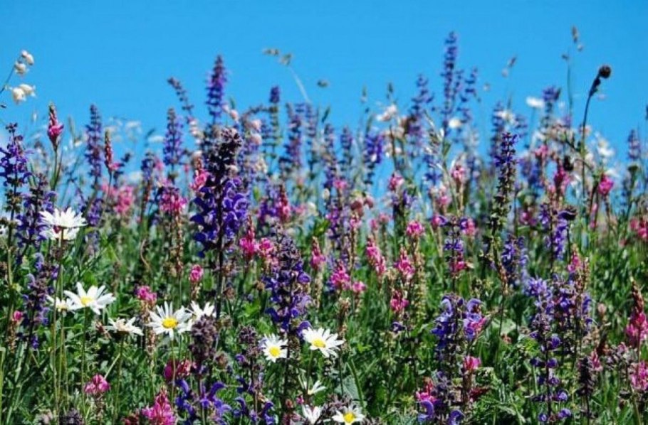 Медоносы Подмосковья