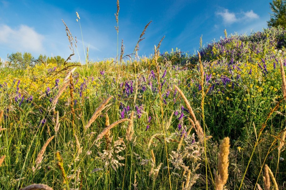 Репешок аптечный