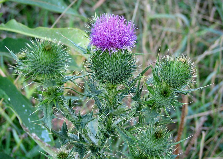 Дельфиниум живокость Полевая