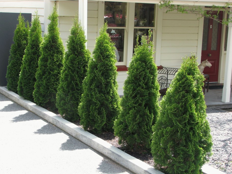 Туя пирамидальная Смарагд