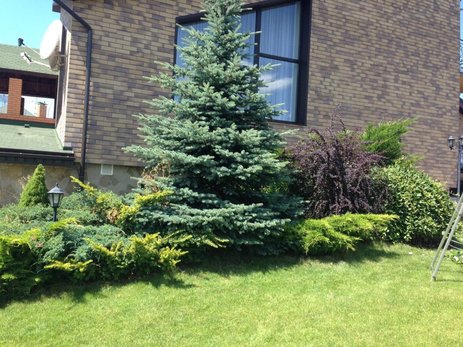 Схемы миксбордеров из кустарников и хвойников