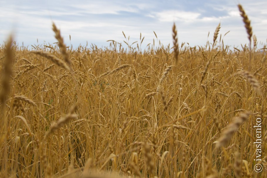 Пшеница растение сидерат