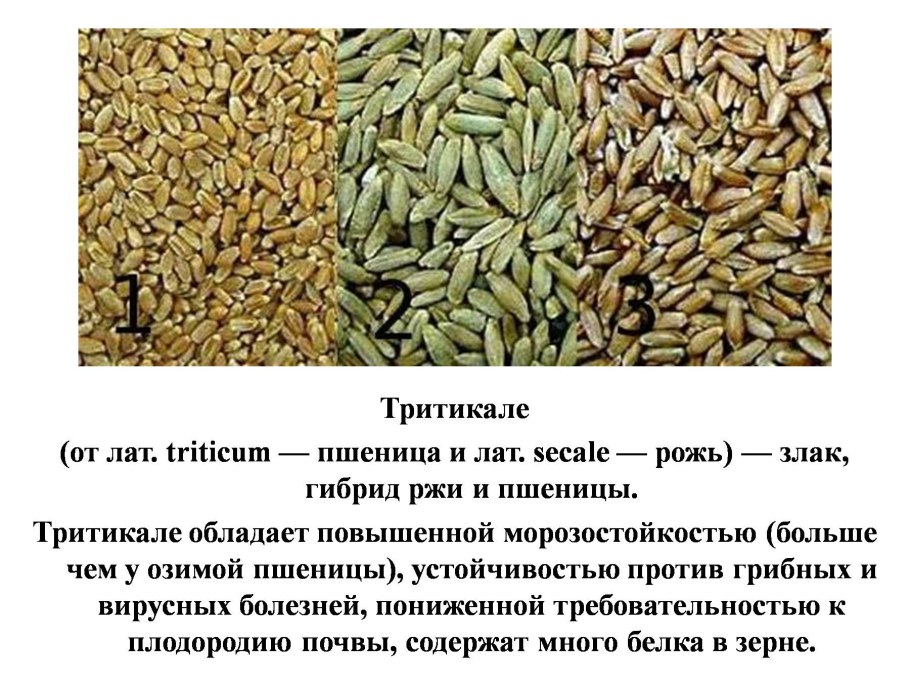 Строение Колоса ячменя