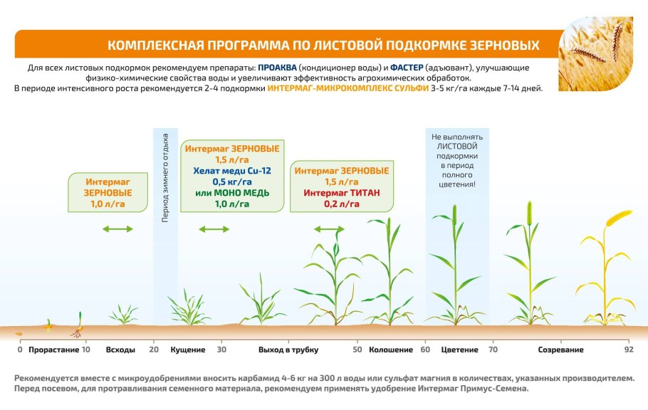 Фазы вегетации озимой пшеницы