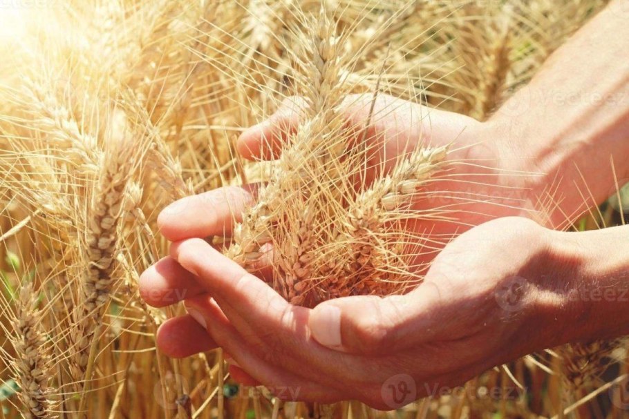 Колосья хлеба