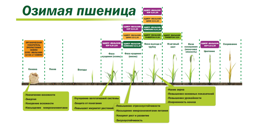 Фазы развития озимой пшеницы таблица